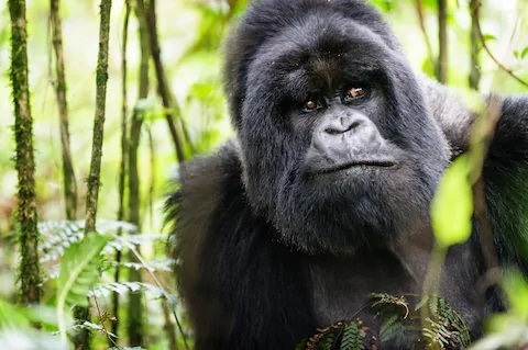 8 Facts About Virunga Gorilla Trekking