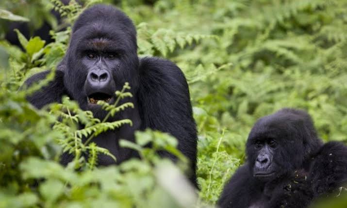 8 Facts About Virunga Gorilla Trekking