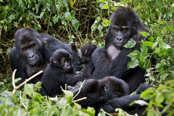 Reasons why you should visit Virunga National Park