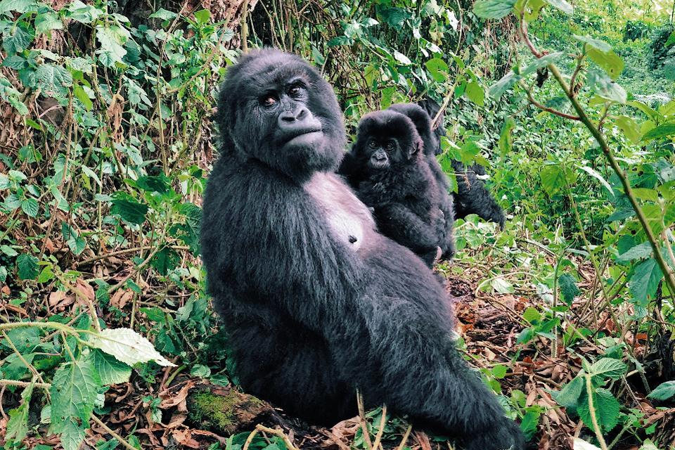 Best Time to Visit Rwanda: Uncover Ideal Seasons and Adventures