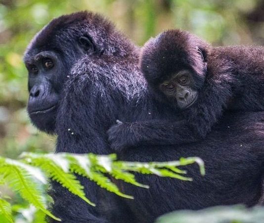 Family Vacations in Rwanda