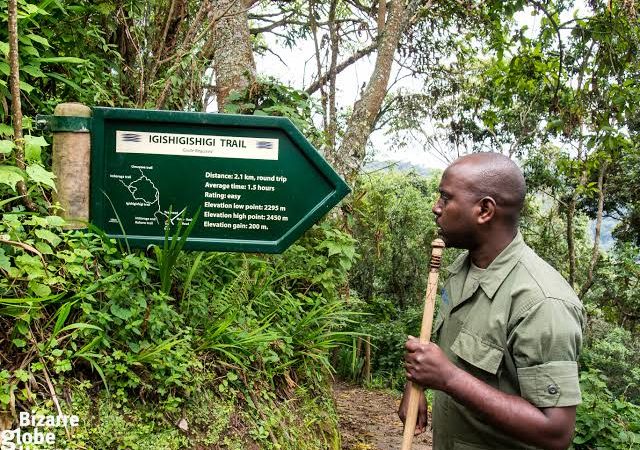 Hiking Trails in Nyungwe National Park