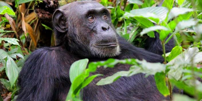  Chimpanzee trekking in Rwanda 2021