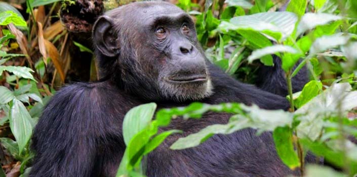 How to prepare for the Primate Safaris in Rwanda 