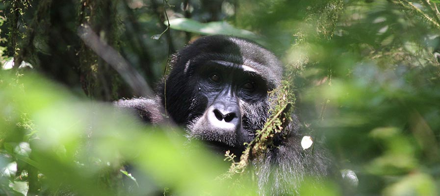 8 Days Nyiragongo Hike & Uganda Gorilla Tour