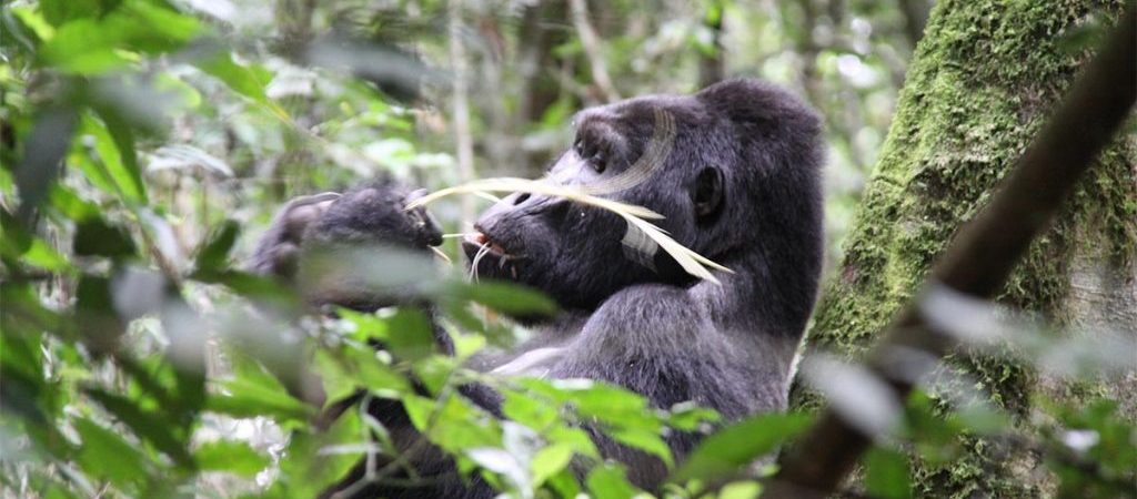 Uganda Gorilla Tours