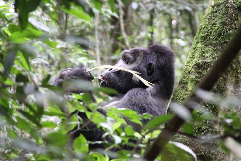 Gorilla Trekking in Mgahinga National Park