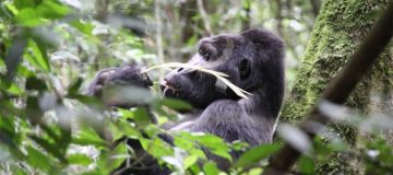 Gorilla Trekking in Mgahinga National Park