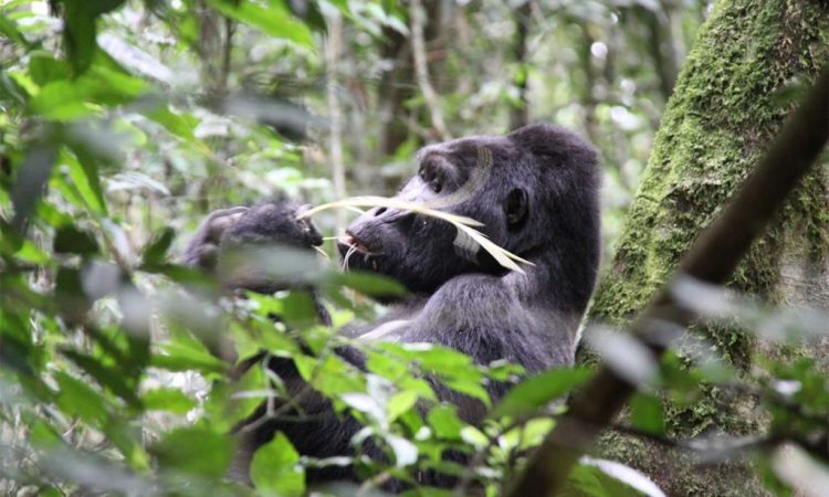 Gorilla Trekking in Mgahinga National Park