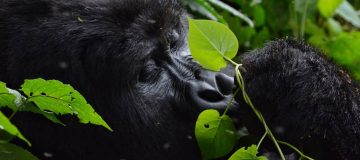 Advantages of Volcanoes Gorilla Trekking