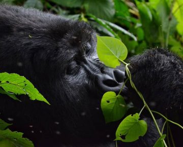 1 Day Rwanda Gorilla Trekking Safari from USA