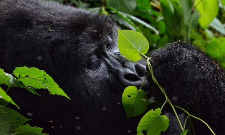 Advantages of Volcanoes Gorilla Trekking