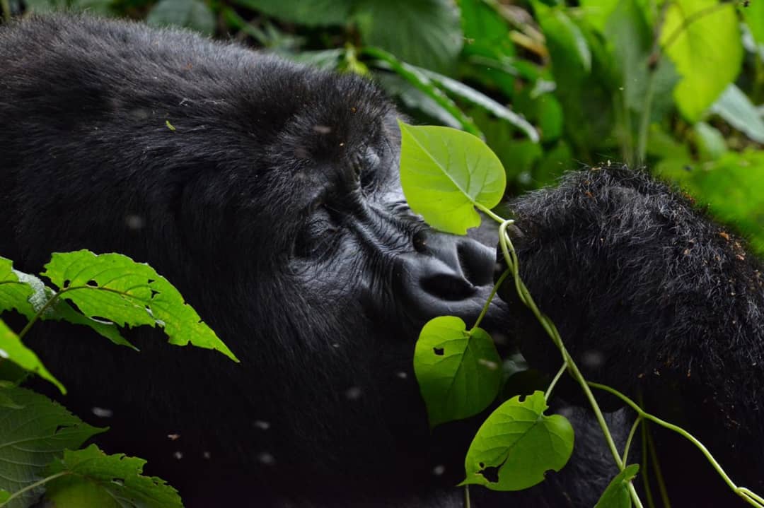 Advantages of Volcanoes Gorilla Trekking