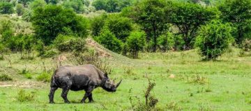 Reasons To visit Akagera National Park