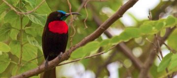 Birding in Akagera National Park Rwanda