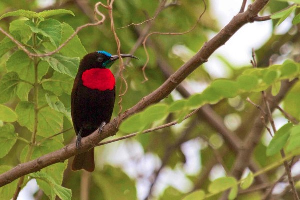 Birding in Akagera National Park Rwanda