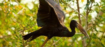 Birding in Akagera National Park