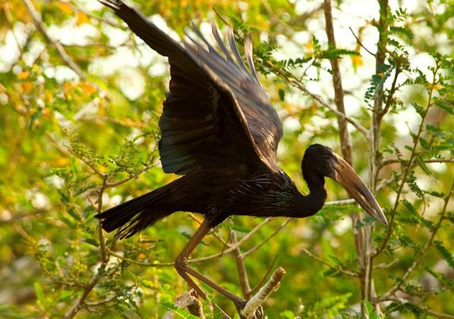 Birding in Akagera National Park