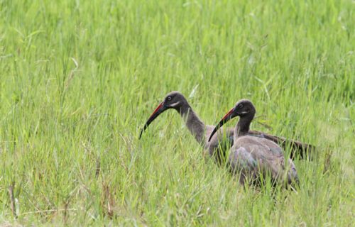 Birding in Akagera National Park