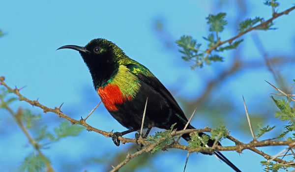 Birding in Akagera National Park