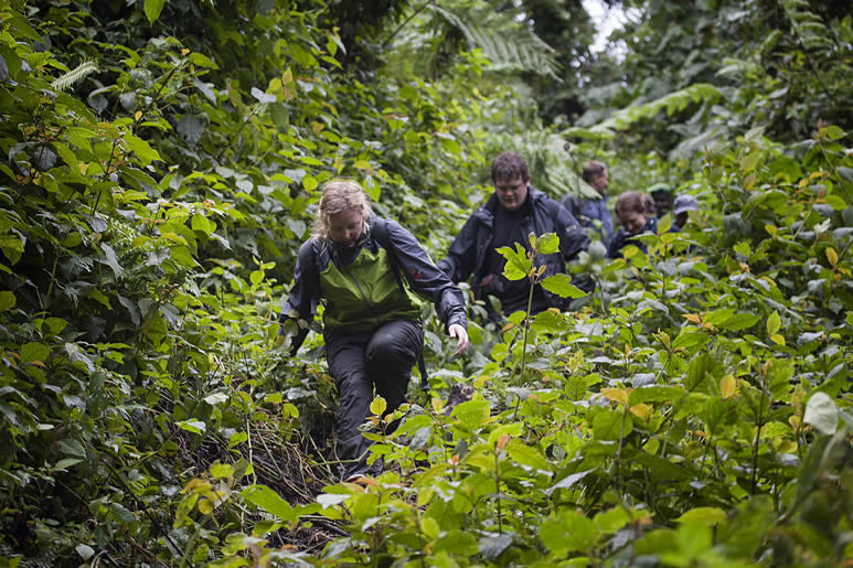 Bwindi Impenetrable National Park Walking Trails