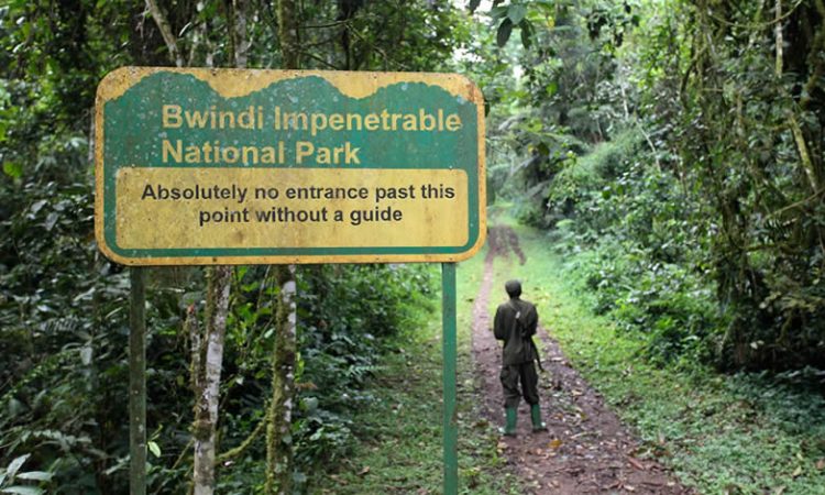 Bwindi Impenetrable National Park Walking Trails