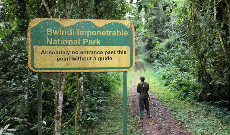 Wildlife and Attractions During Gorilla Trekking 7 Bwindi Impenetrable National Park Walking Trailsa
