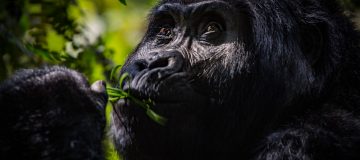 Choosing a Gorilla Destination