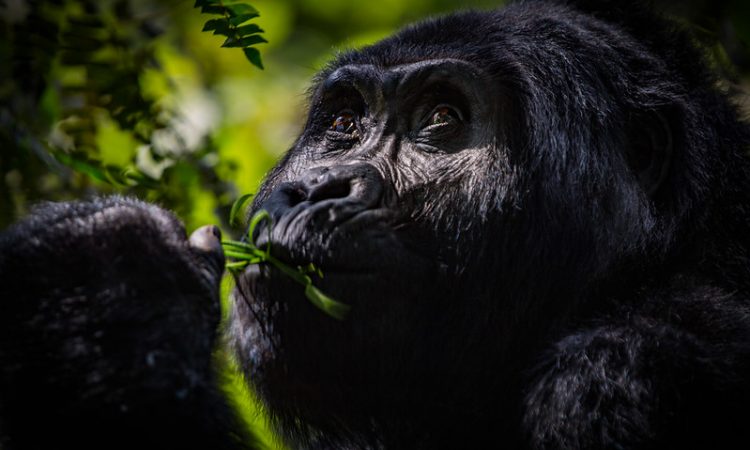 Choosing a Gorilla Destination