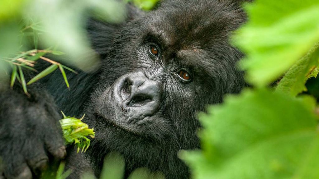 Choosing a Gorilla Destination