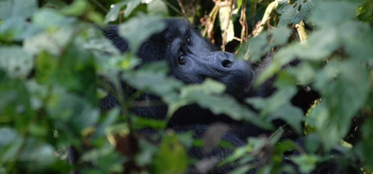 Gorilla Trekking Permits in Rwanda