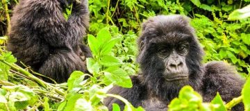 Gorilla Trekking Destinations in Africa