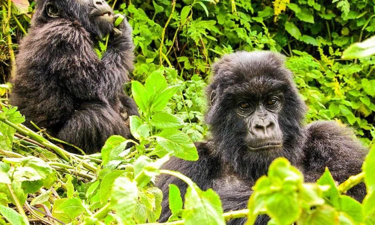 Gorilla Trekking Destinations in Africa