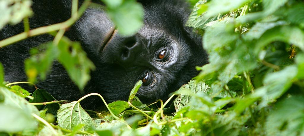 Gorilla Trekking Guidelines in Rwanda