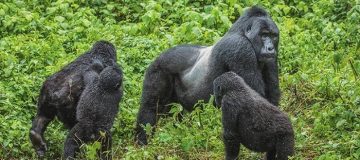 Gorilla Trekking Uganda from Kigali