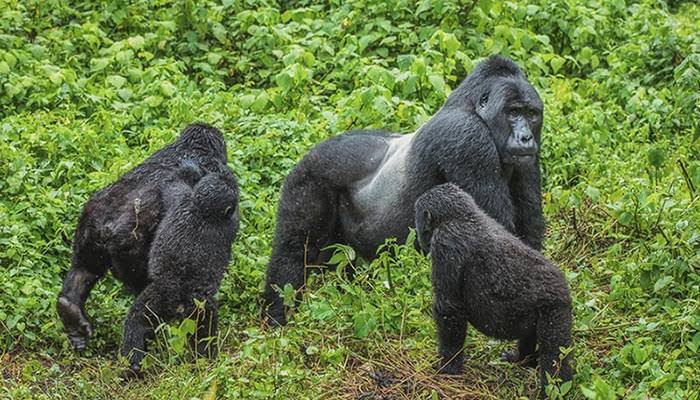 Gorilla Trekking Uganda from Kigali