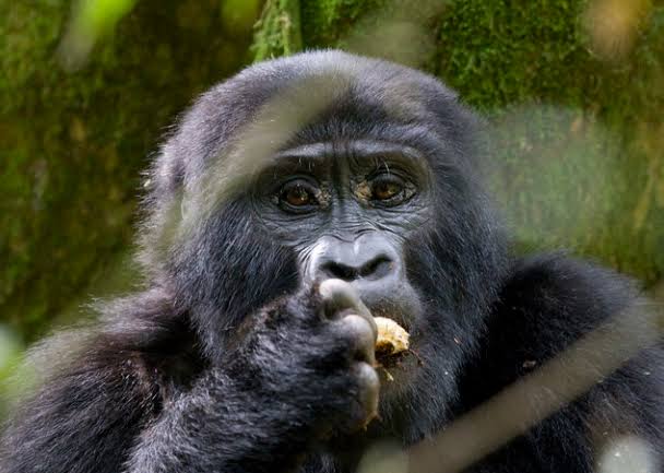 Gorilla Trekking Uganda from Kigali