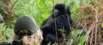 Gorilla Trekking in Bwindi Impenetrable National Park