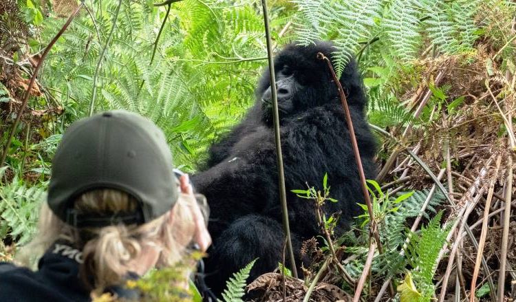 Gorilla Trekking in Bwindi Impenetrable National Park