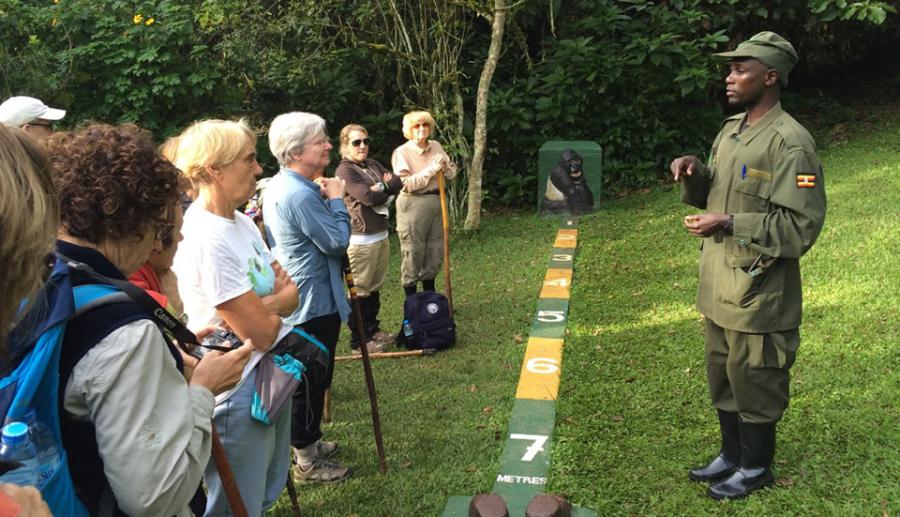 Gorilla Trekking in Bwindi Impenetrable National Park