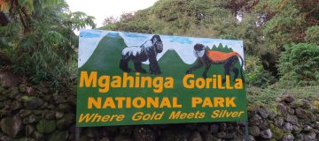 Gorilla Trekking in Mgahinga National Park