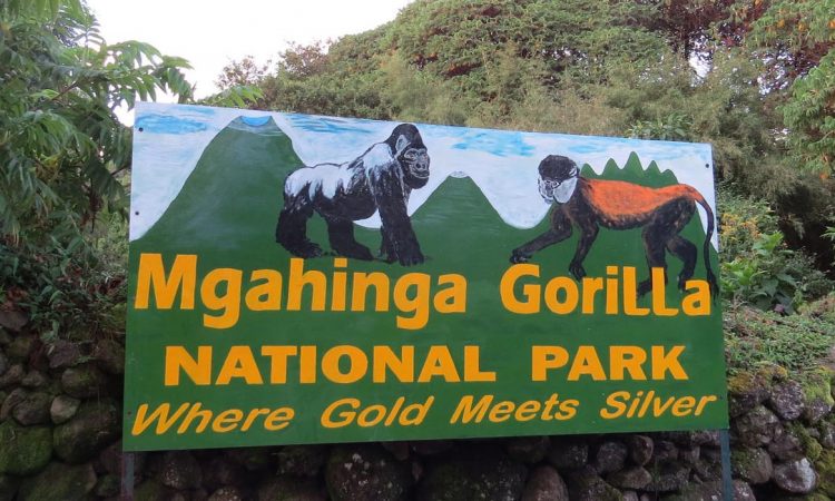 Gorilla Trekking in Mgahinga National Park