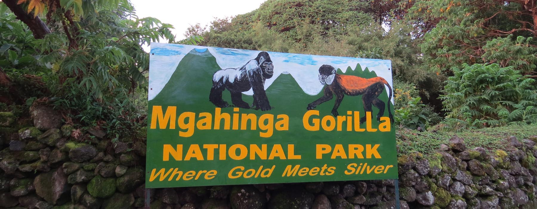 Trekking Mountain Gorillas in Mgahinga Gorilla National Park