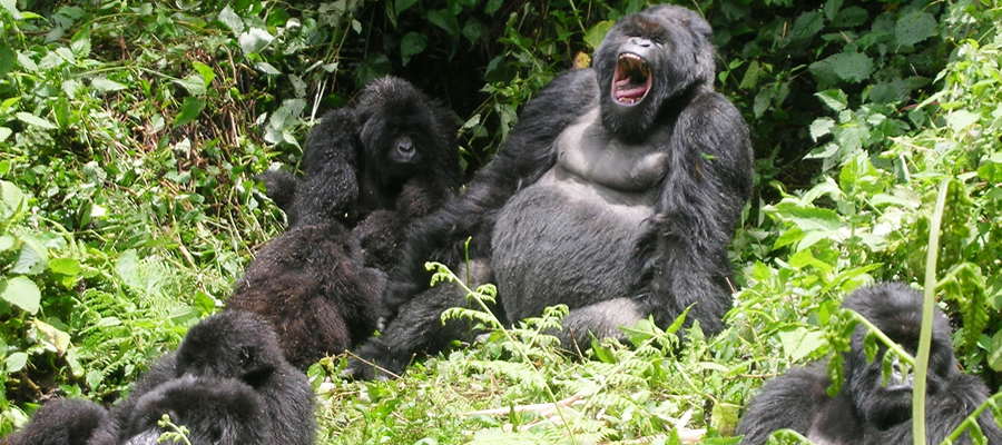 How to Book for a Gorilla trekking Permit in Uganda 