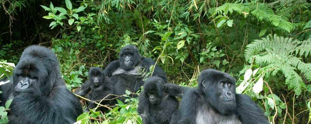 Gorilla Trekking in Uganda