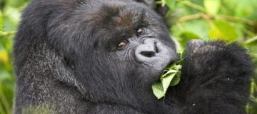 Gorilla Trekking in Uganda