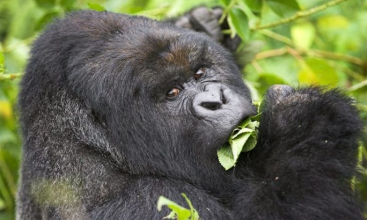 Gorilla Trekking in Uganda