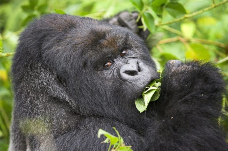 Gorilla Trekking in Uganda