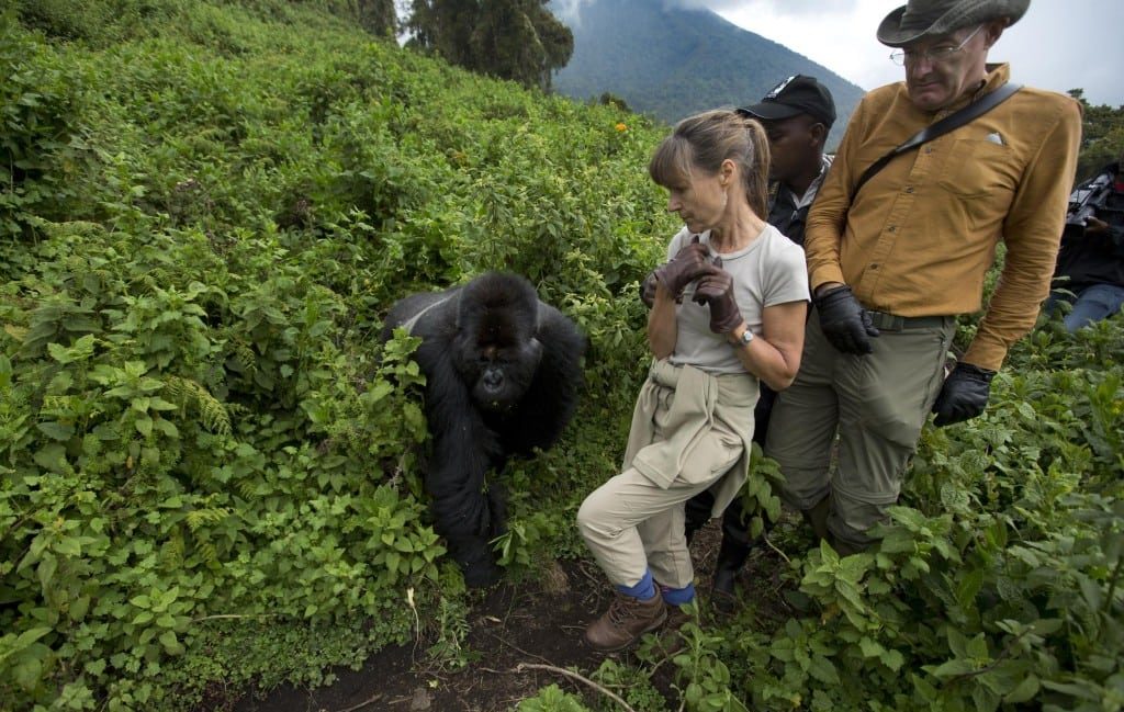 Gorilla Trekking in Volcanoes National Park