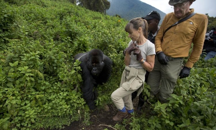 Gorilla Trekking in Volcanoes National Park